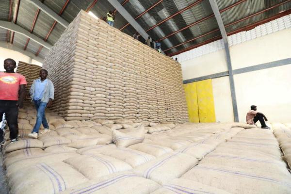 Maize corn grain cereals suppliers